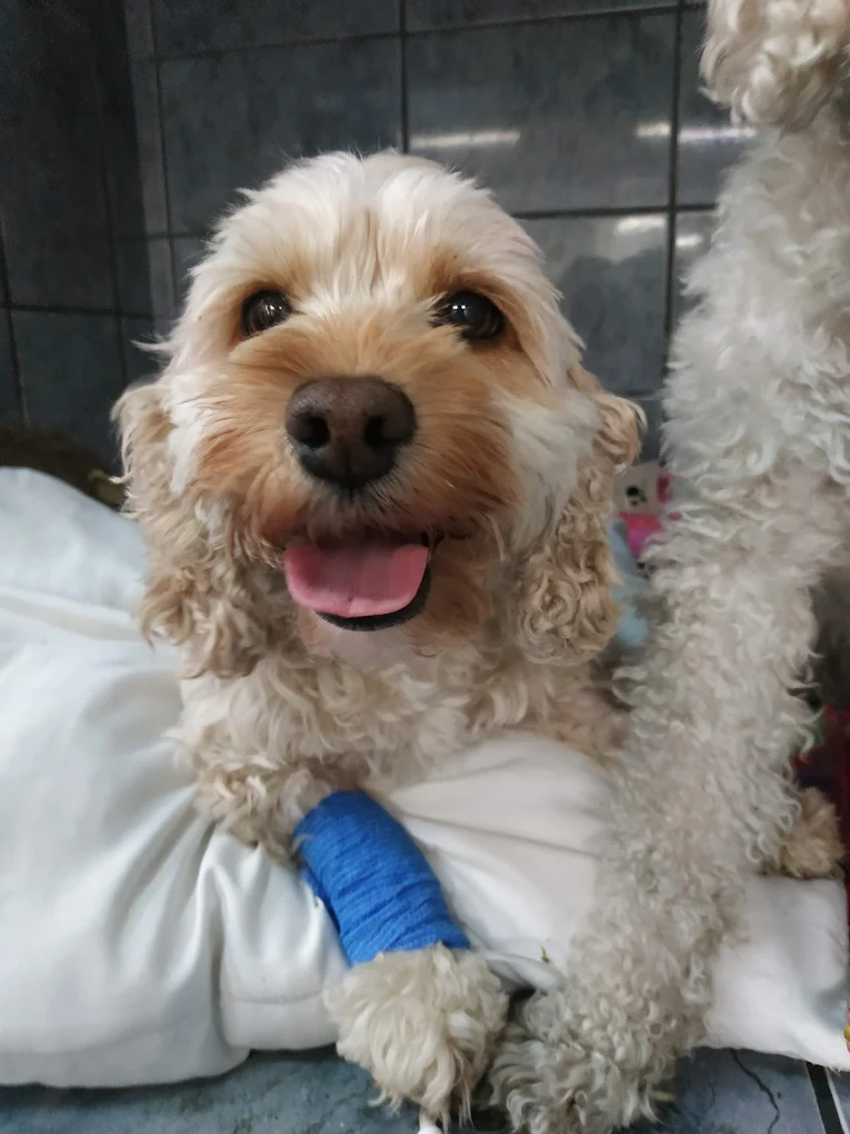 Imagen de vista previa