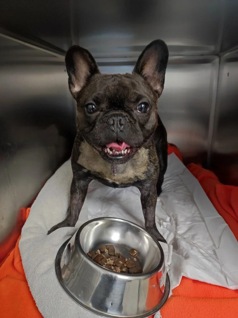 Imagen de vista previa